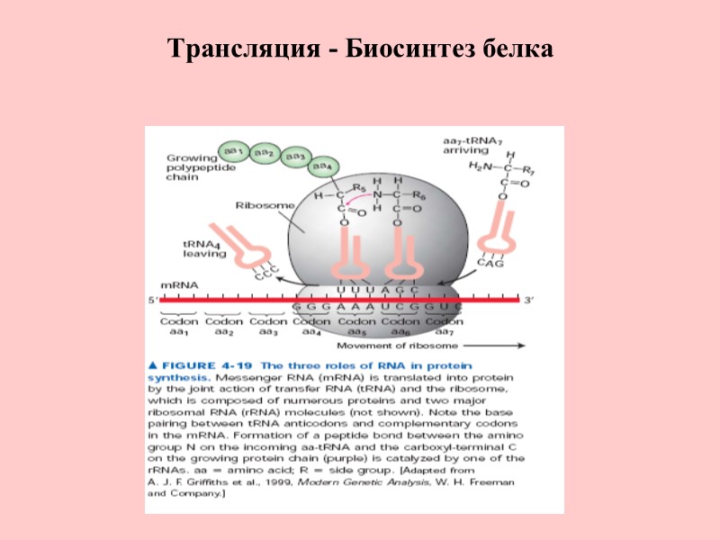 Трансляция - Биосинтез белка